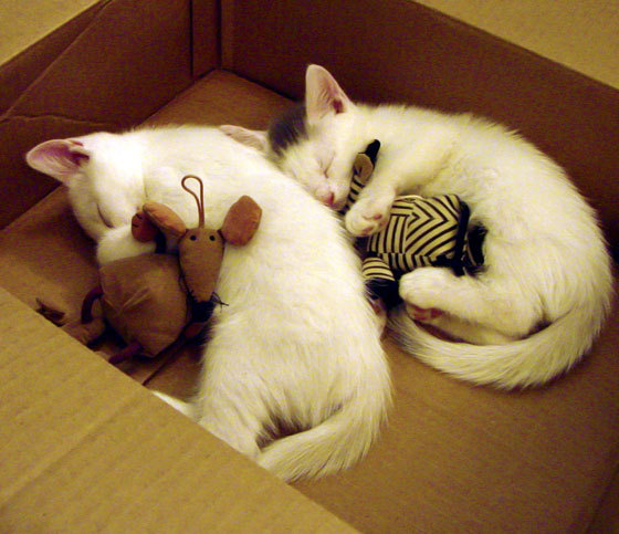 开云体育链接-吉尔吉斯斯坦蝶泳选手节奏精准有力,吉尔吉斯坦摔跤手